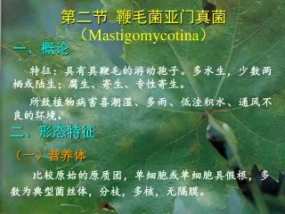 第二节 鞭毛菌亚门真菌 （ Mastigomycotina ）