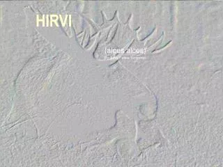 hirvi