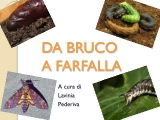 da bruco a farfalla