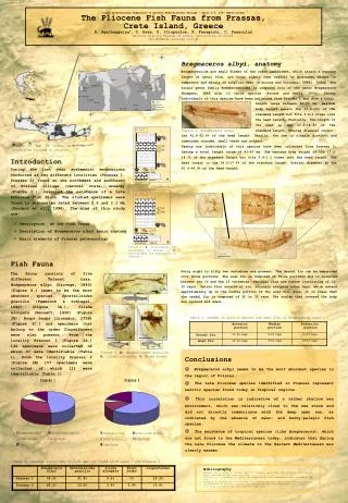 Bregmaceros albyi , anatomy