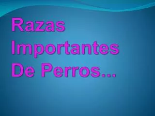 razas importantes de perros