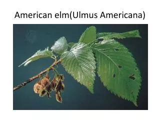 American elm(Ulmus Americana)