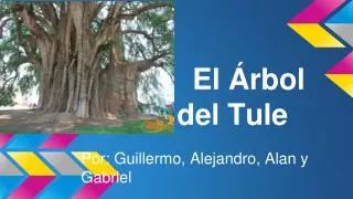el rbol del tule