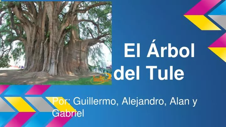 el rbol del tule