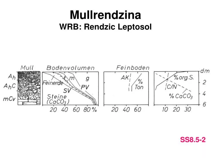 mullrendzina wrb rendzic leptosol