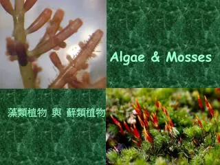 algae mosses