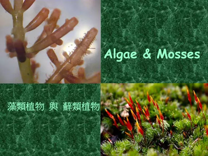 algae mosses