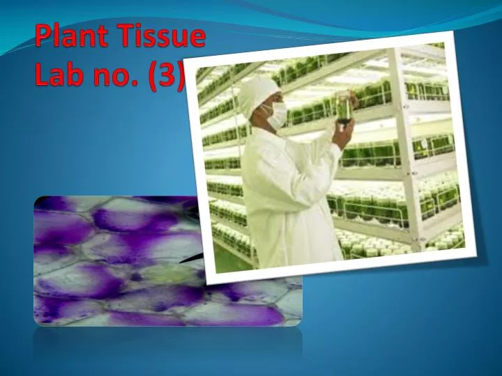 plant tissue lab no 3