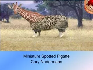 Miniature Spotted Pigaffe Cory Nadermann