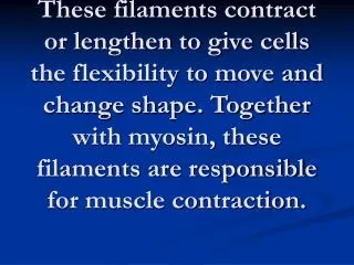 actin filaments