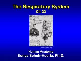 The Respiratory System Ch 22 Human Anatomy Sonya Schuh-Huerta, Ph.D.