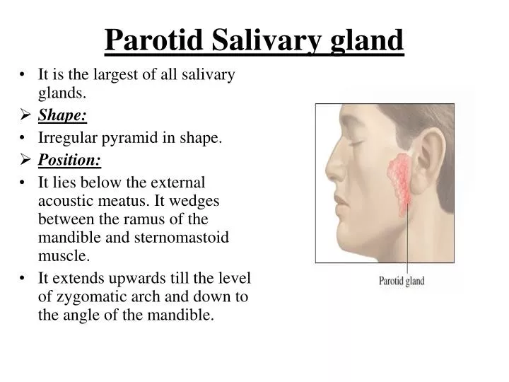 parotid salivary gland