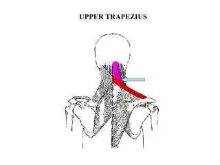 UPPER TRAPEZIUS