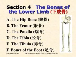 Section 4 The Bones of the Lower Limb ( ??? )