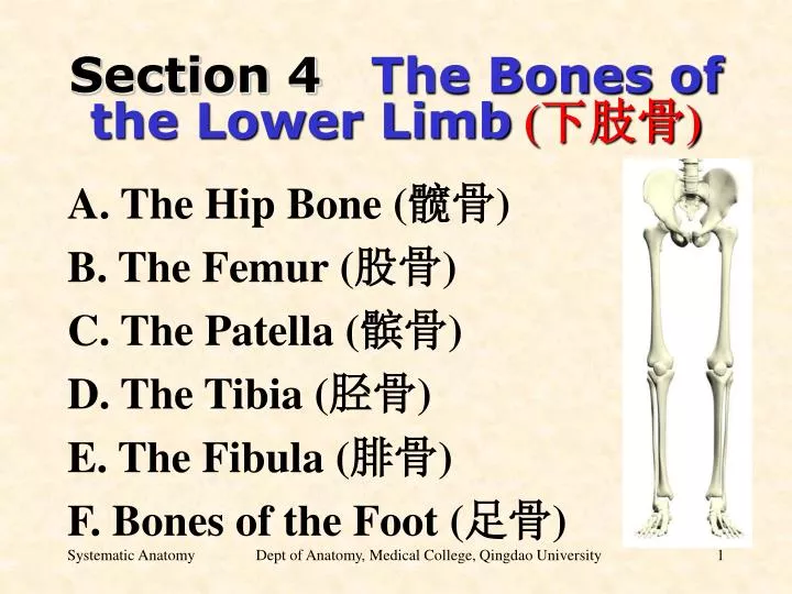 section 4 the bones of the lower limb