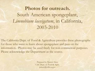 Photos for outreach. South American spongeplant, Limnobium laevigatum , in California, 2003-2010