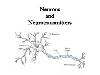 Neurons and Neurotransmitters