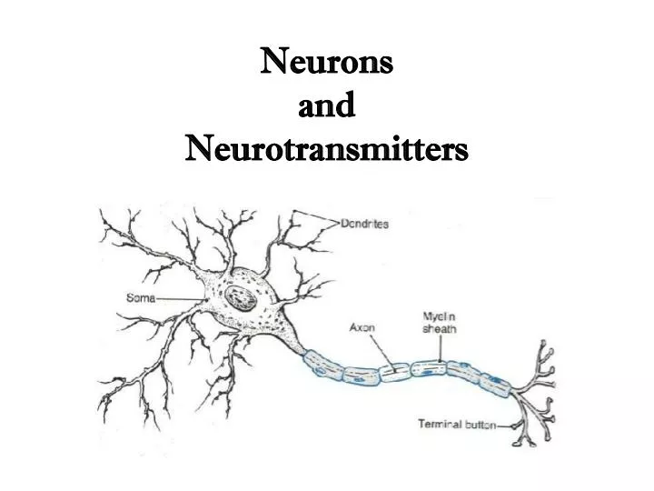 neurons and neurotransmitters