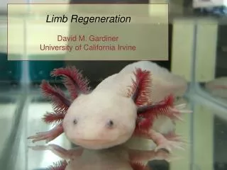 Limb Regeneration David M. Gardiner University of California Irvine