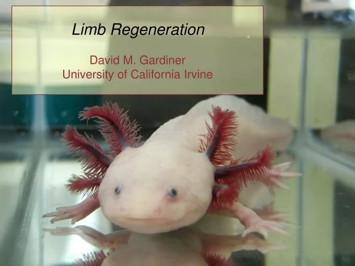 limb regeneration david m gardiner university of california irvine