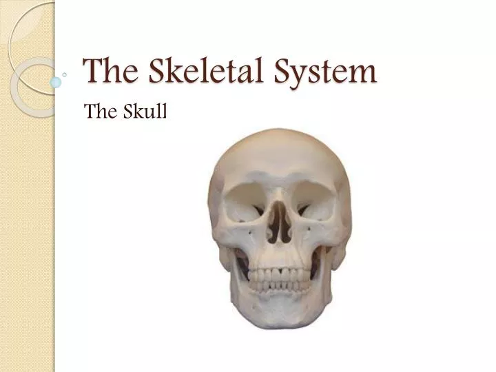 the skeletal system