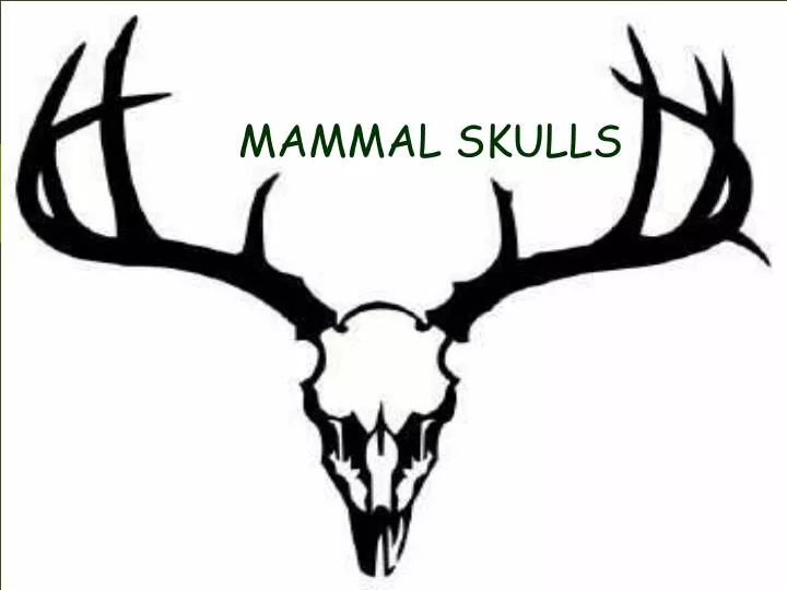 mammal skulls