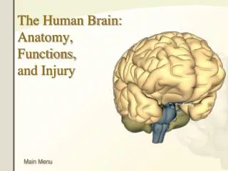 The Human Brain: Anatomy, Functions, and Injury