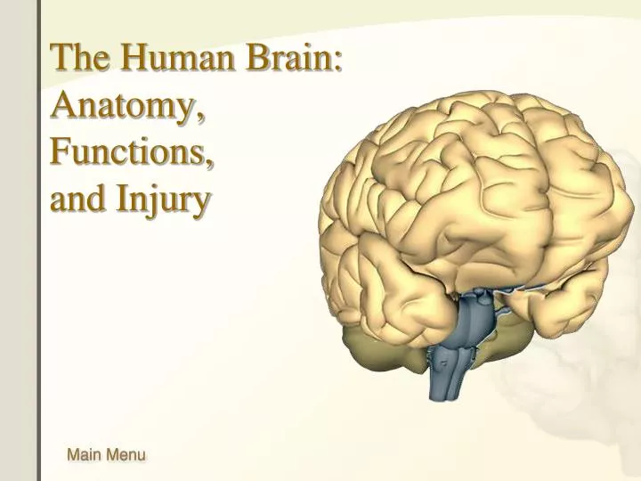 the human brain anatomy functions and injury