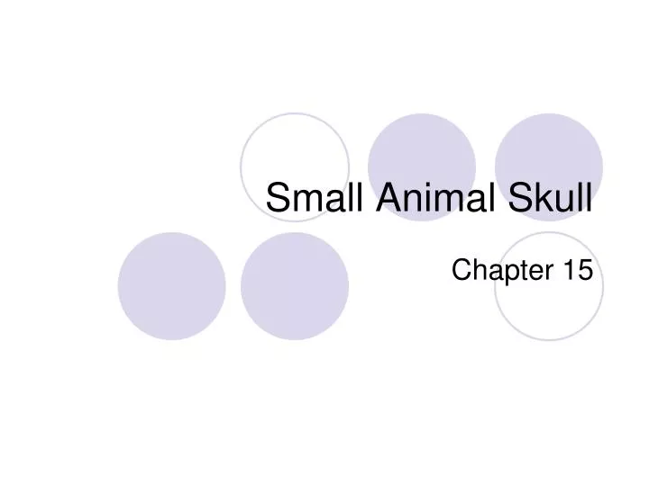 small animal skull