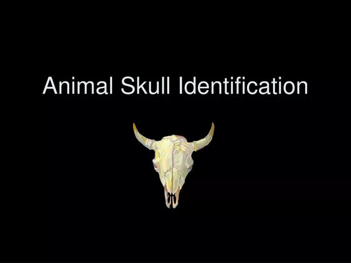 animal skull identification