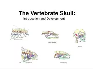 The Vertebrate Skull: