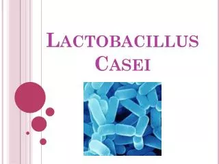 lactobacillus casei