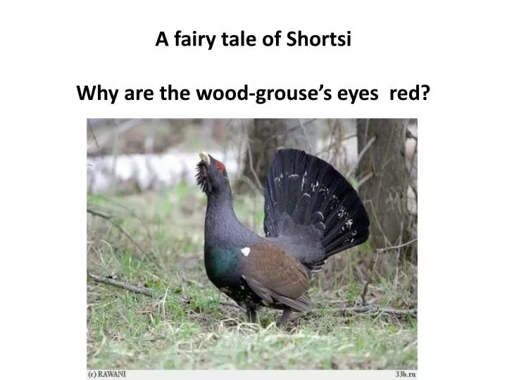 a fairy tale of shortsi why are the wood grouse s eyes red