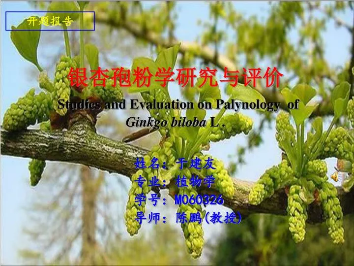 studies and evaluation on palynology of ginkgo biloba l