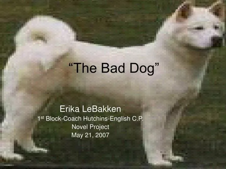 the bad dog