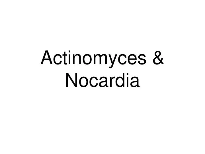 actinomyces nocardia