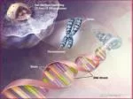 Gene Network Modeling - slide 1