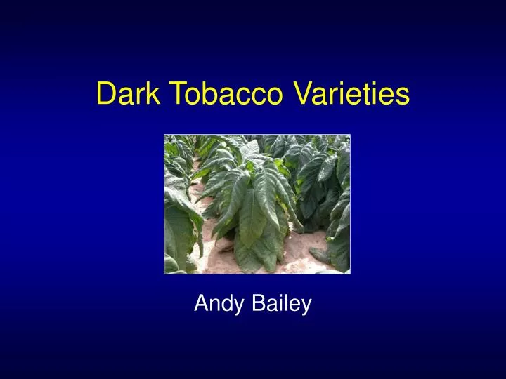 dark tobacco varieties