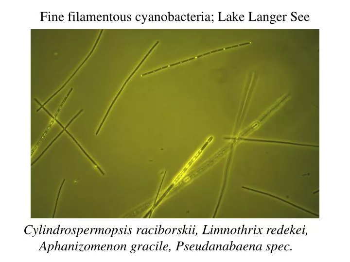 fine filamentous cyanobacteria lake langer see