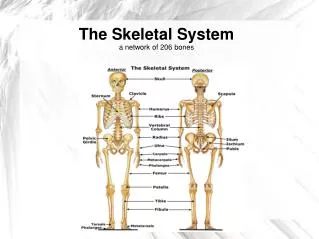 The Skeletal System a network of 206 bones