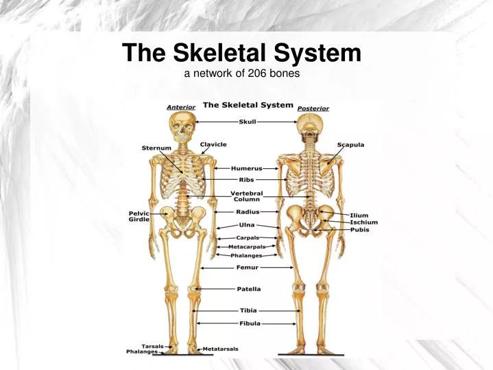 the skeletal system a network of 206 bones