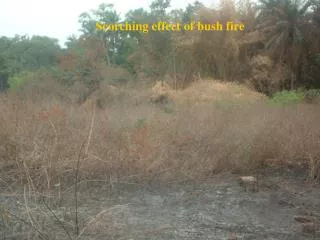 Scorching effect of bush fire