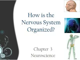 How is the Nervous System Organized?