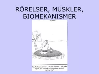 r relser muskler biomekanismer