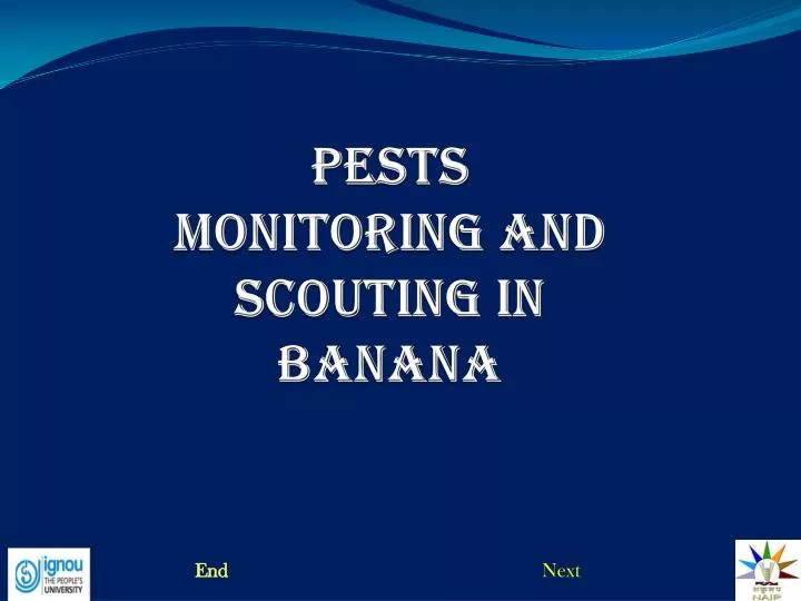 pests monitoring and scouting in banana