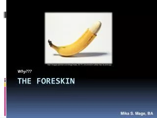The Foreskin