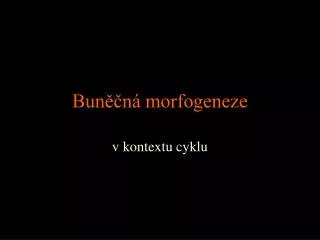 bun n morfogeneze