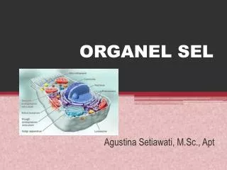 organel sel