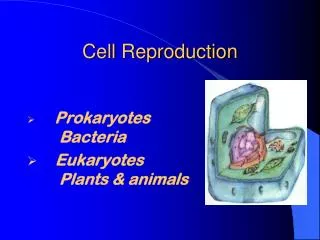 cell reproduction