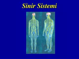 sinir sistemi